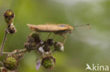 Cardinal (Argynnis pandora)