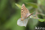 Kardinaalsmantel (Argynnis pandora)