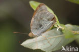 Kardinaalsmantel (Argynnis pandora)