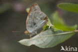 Cardinal (Argynnis pandora)