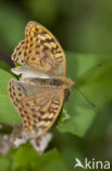 Cardinal (Argynnis pandora)