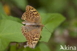 Cardinal (Argynnis pandora)