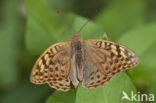 Cardinal (Argynnis pandora)