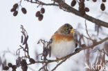 Brambling (Fringilla montifringilla)