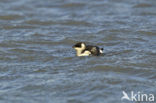 Little Auk (Alle alle)