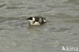 Little Auk (Alle alle)