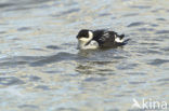 Little Auk (Alle alle)
