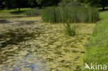 Kleine Roodoogjuffer (Erythromma viridulum)