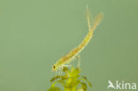 Small Red-eyed damselfly (Erythromma viridulum)