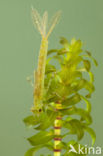 Small Red-eyed damselfly (Erythromma viridulum)