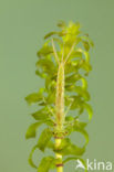 Kleine Roodoogjuffer (Erythromma viridulum)