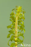 Small Red-eyed damselfly (Erythromma viridulum)