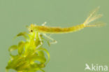 Small Red-eyed damselfly (Erythromma viridulum)