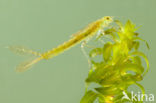 Small Red-eyed damselfly (Erythromma viridulum)