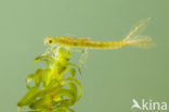 Small Red-eyed damselfly (Erythromma viridulum)
