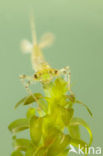 Small Red-eyed damselfly (Erythromma viridulum)