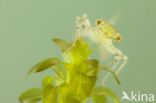 Small Red-eyed damselfly (Erythromma viridulum)