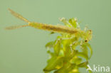 Small Red-eyed damselfly (Erythromma viridulum)
