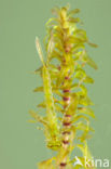Small Red-eyed damselfly (Erythromma viridulum)