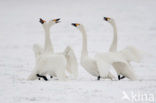 Kleine zwaan (Cygnus bewickii)