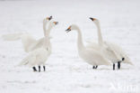 Kleine zwaan (Cygnus bewickii)