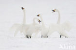 Kleine zwaan (Cygnus bewickii)