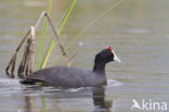 Knobbelmeerkoet (Fulica cristata)