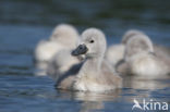 Knobbelzwaan (Cygnus olor)