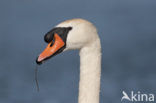 Knobbelzwaan (Cygnus olor)