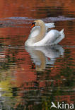 Knobbelzwaan (Cygnus olor)