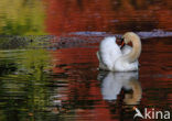 Knobbelzwaan (Cygnus olor)