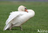 Knobbelzwaan (Cygnus olor)