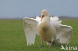 Knobbelzwaan (Cygnus olor)