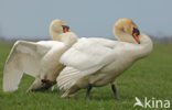 Knobbelzwaan (Cygnus olor)