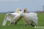 Knobbelzwaan (Cygnus olor)