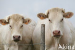 Cow (Bos domesticus)