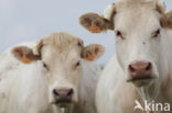 Cow (Bos domesticus)