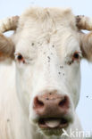 Cow (Bos domesticus)