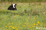 Koe (Bos domesticus)