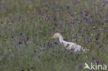 Koereiger (Bubulcus ibis)