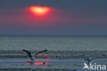 Black-headed Gull (Larus ridibundus)