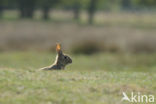 Rabbit (Oryctolagus cuniculus) 