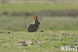 Rabbit (Oryctolagus cuniculus) 