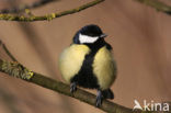 Koolmees (Parus major)