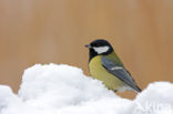Great Tit (Parus major)