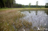 Koraaljuffer (Ceriagrion tenellum)