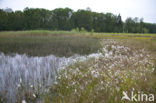 Koraaljuffer (Ceriagrion tenellum)