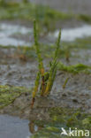 Salicornia europaea + Salicornia procumbens