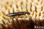 rove beetle (Leptusa cf. fumida)