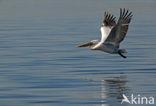 Kroeskoppelikaan (Pelecanus crispus) 